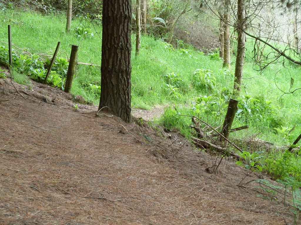Weidelandschaft mit Fahrradpfad
